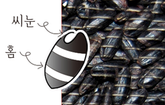 blackrice_03