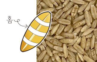 oats_01